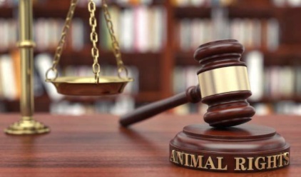  监管重拳频出；六家公司一夜领罚；财务造假与资金占用成焦点。 股票财经 监管重拳频出；六家公司一夜领罚；财务造假与资金占用成焦点。 股票财经