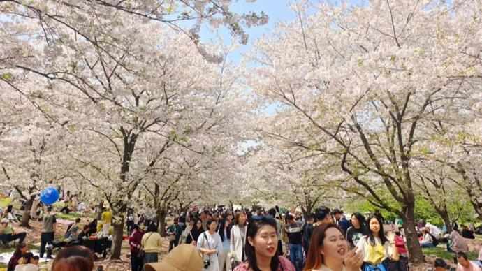  为何假期出游总是人山人海？从辰山纪录看公共空间的承载极限 新闻