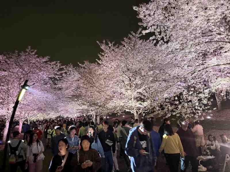  为何假期出游总是人山人海？从辰山纪录看公共空间的承载极限 新闻